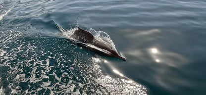 From Khasab: Fjords of Musandam Dhow Cruise with Buffet Lunch