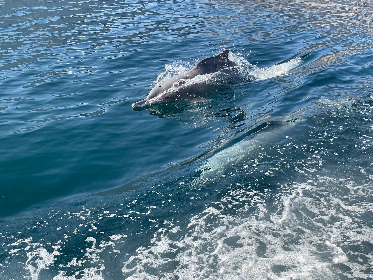From Khasab: Half - Day Musandam Fjords Dhow Cruise