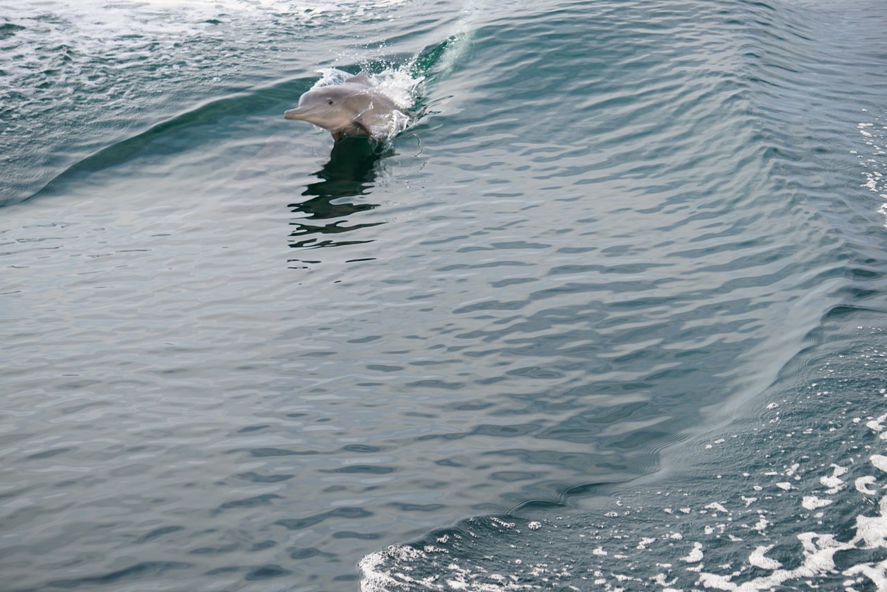 From Khasab: Half - Day Musandam Fjords Dhow Cruise