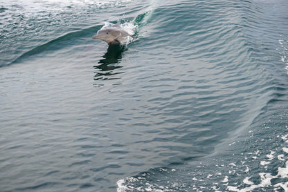 From Khasab: Half - Day Musandam Fjords Dhow Cruise