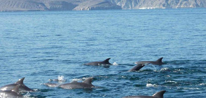 From Khasab: Overnight Dhow Cruise with Dolphin Watching and Snorkeling