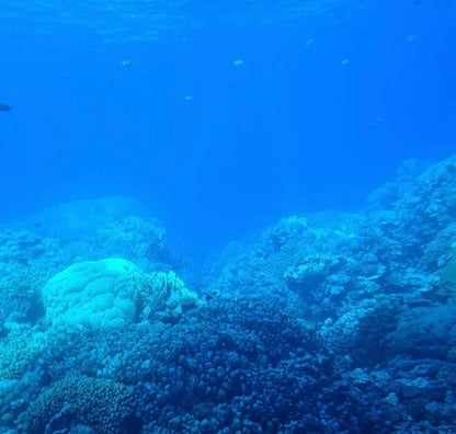 From Makadi Bay: Nefertari Snorkeling Cruise with Underwater Viewing and Lunch or Dinner