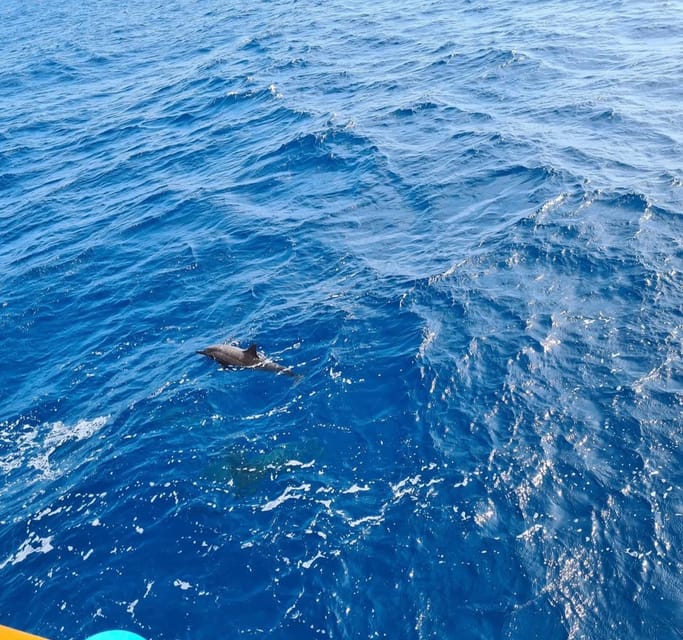 From Makadi Bay: Nefertari Snorkeling Cruise with Underwater Viewing and Lunch or Dinner