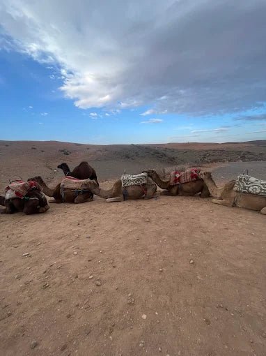 From Marrakech: Agafay Desert Camel Ride and Quad Bike Tour