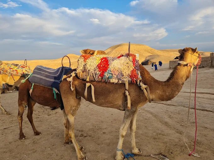 From Marrakech: Agafay Desert Camel Ride and Quad Bike Tour
