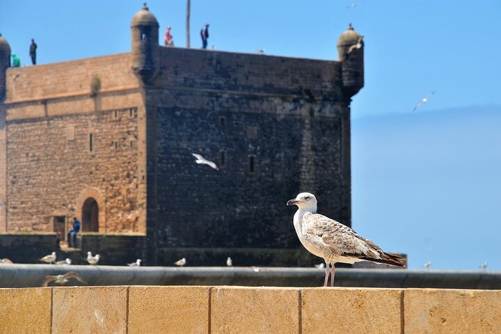 From Marrakech: Full - Day Trip to Essaouira with Hotel Pickup