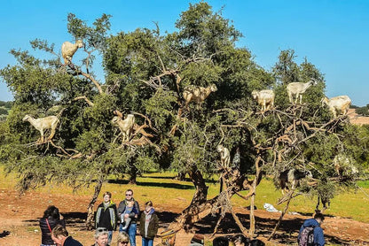 From Marrakech: Full - Day Trip to Essaouira with Hotel Pickup