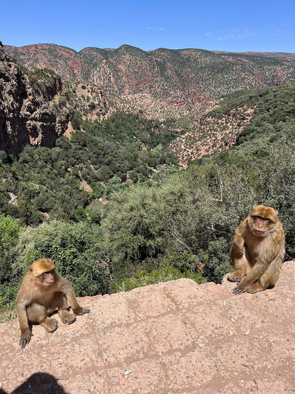 From Marrakech: Full‑Day Ouzoud Waterfalls Tour with Boat Trip