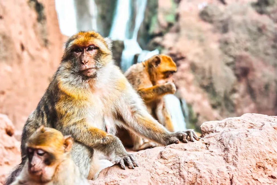From Marrakech: Ouzoud Waterfalls Day Trip with Optional Boat Ride