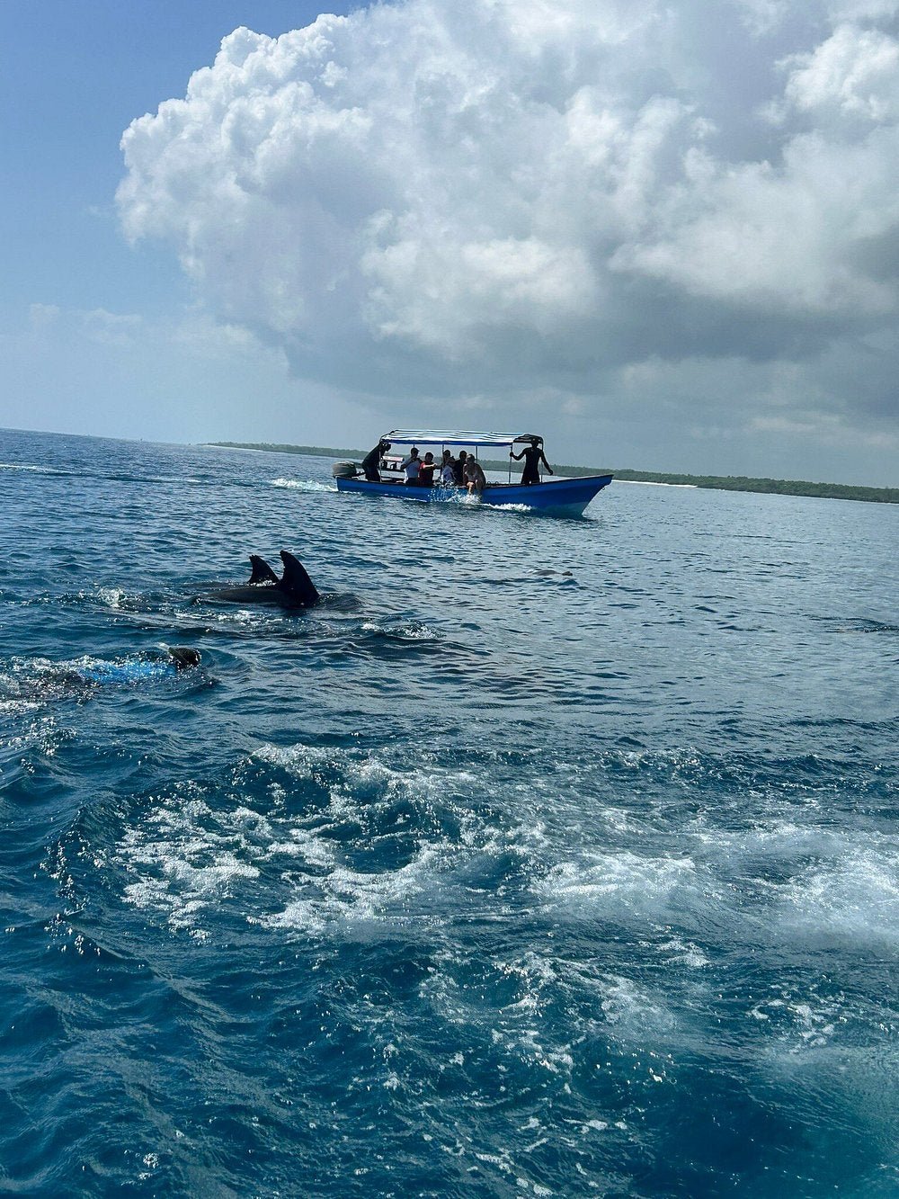 From Nungwi or Kendwa: Dolphin and Tumbatu Island Snorkeling Tour