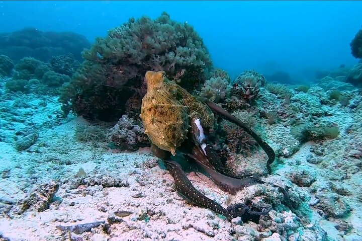 From Nungwi or Kendwa: Dolphin and Tumbatu Island Snorkeling Tour