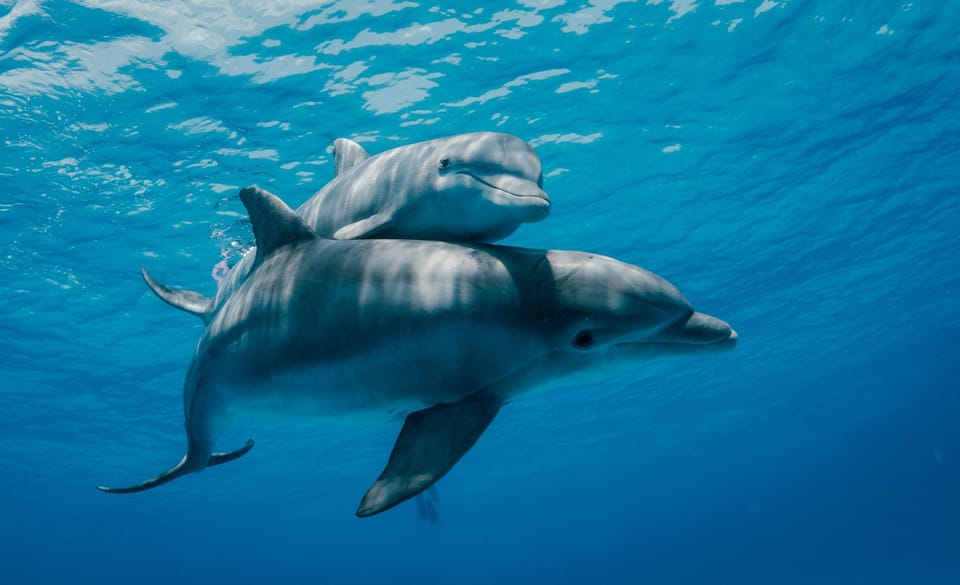 From Nungwi or Kendwa: Dolphin and Tumbatu Island Snorkeling Tour