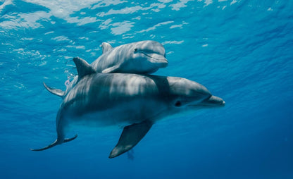 From Nungwi or Kendwa: Dolphin and Tumbatu Island Snorkeling Tour