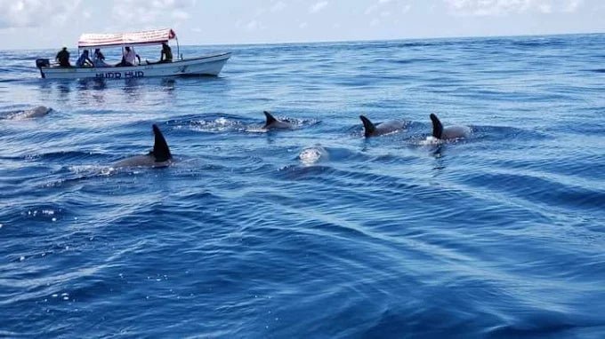 From Nungwi or Kendwa: Dolphin and Tumbatu Island Snorkeling Tour