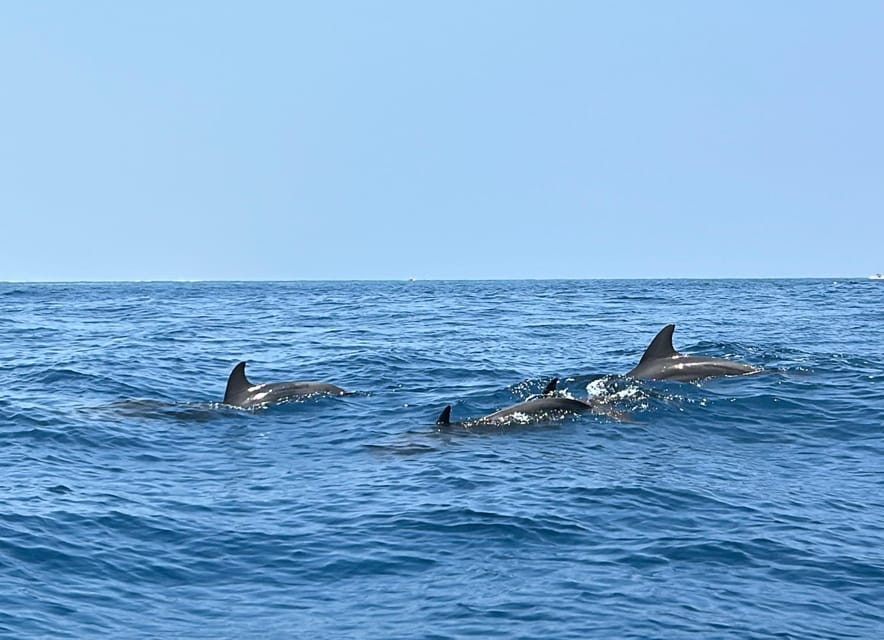 From Nungwi or Kendwa: Dolphin and Tumbatu Island Snorkeling Tour