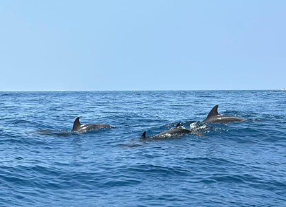 From Nungwi or Kendwa: Dolphin and Tumbatu Island Snorkeling Tour