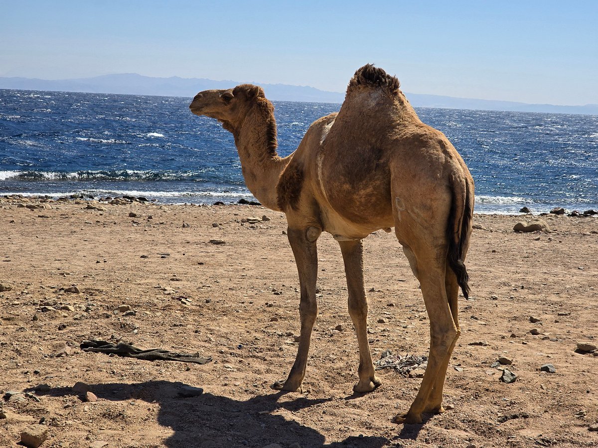 From Sharm El Sheikh: Colored Salama Canyon & Snorkeling at Dahab