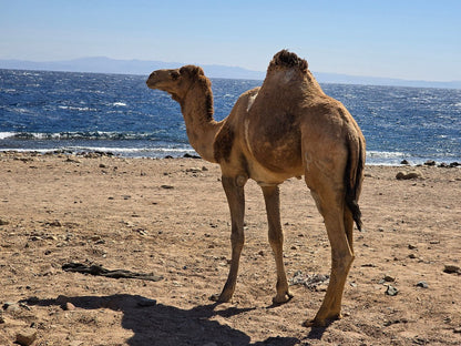 From Sharm El Sheikh: Colored Salama Canyon & Snorkeling at Dahab