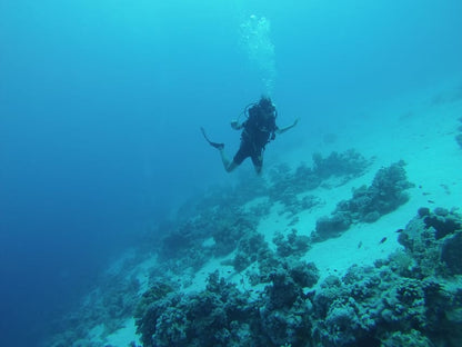 From Sharm El Sheikh or Dahab: Blue Hole and Canyon Diving Experience