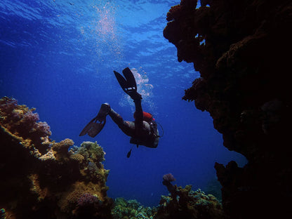 From Sharm El Sheikh or Dahab: Blue Hole and Canyon Diving Experience