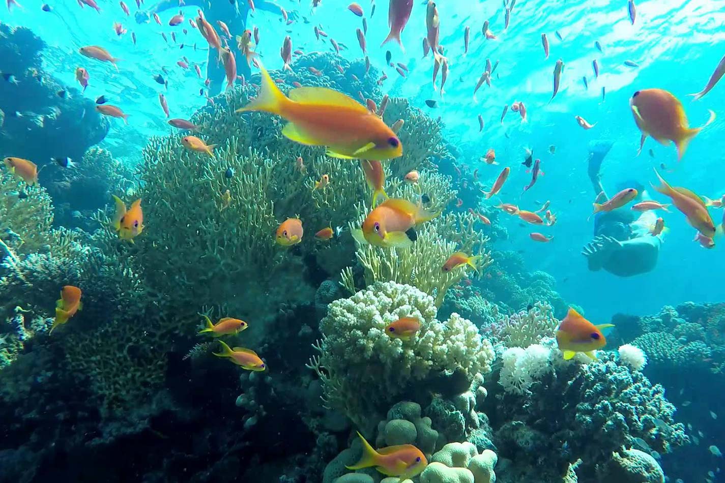 From Sharm El Sheikh: Ras Mohammed National Park Half Day Tour by Bus