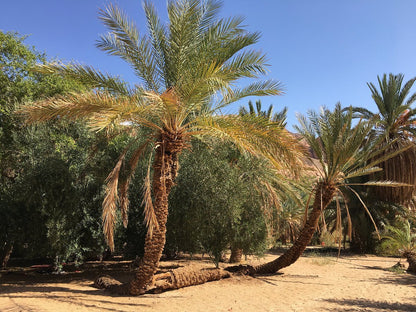 From Sharm El Sheikh: Salama Colored Canyon, Three Pools and Dahab Jeep Safari Adventure