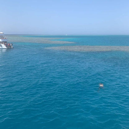 From Sharm El Sheikh: Snorkeling Day Trip to Tiran Island