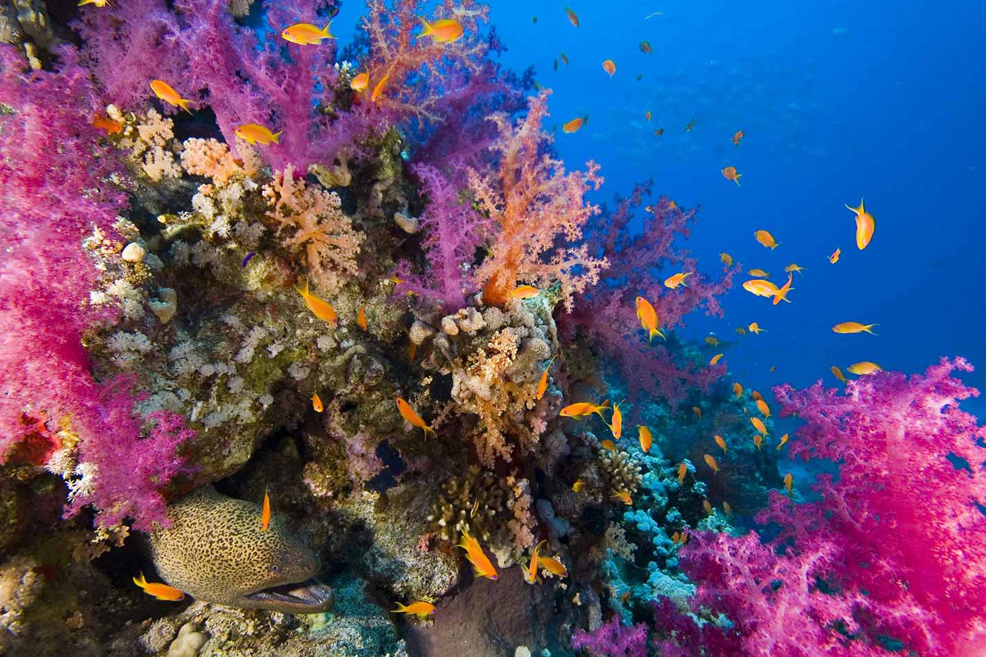 From Sharm El Sheikh: Snorkeling Day Trip to Tiran Island