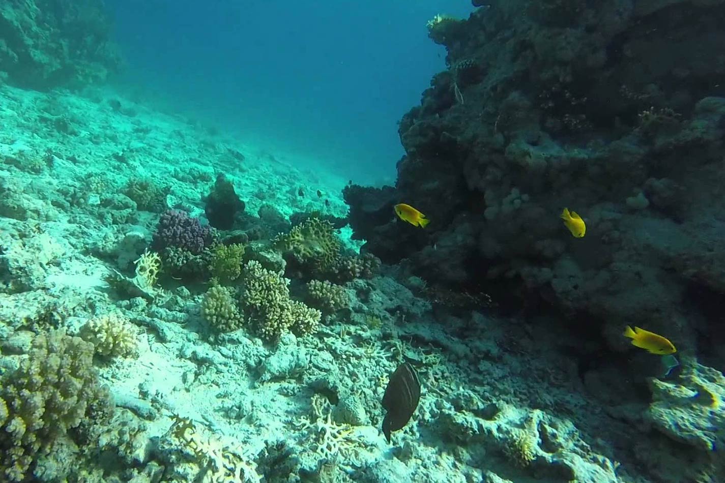 From Sharm El Sheikh: Snorkeling Day Trip to Tiran Island