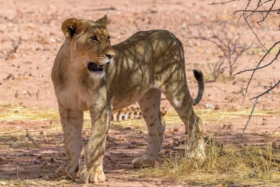 From Zanzibar: 1 - Day Mikumi National Park Safari by Flight