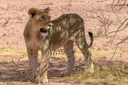 From Zanzibar: 1 - Day Mikumi National Park Safari by Flight