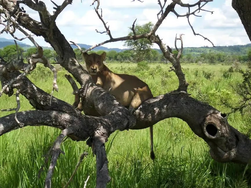 From Zanzibar: 1 - Day Mikumi National Park Safari by Flight