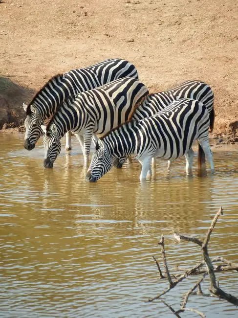 From Zanzibar: 1 - Day Mikumi National Park Safari by Flight