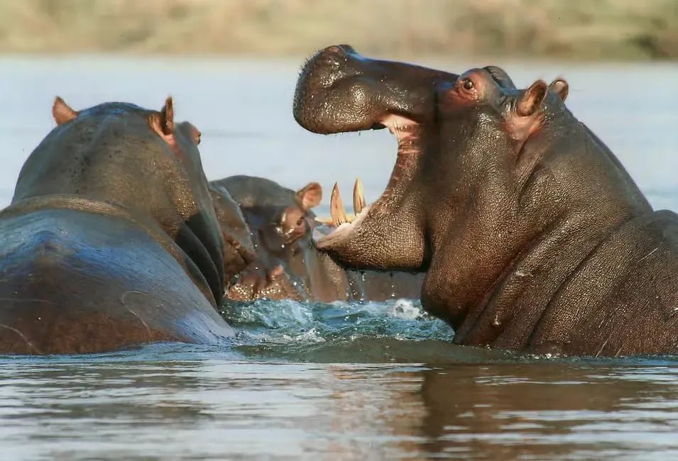 From Zanzibar: 1 - Day Mikumi National Park Safari by Flight