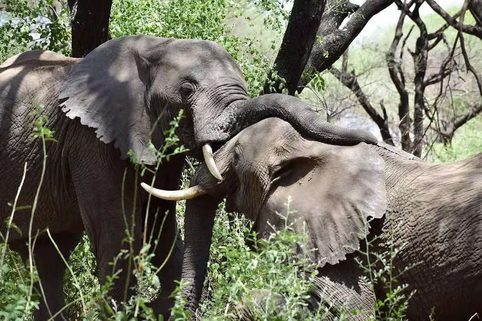 From Zanzibar: 1 - Day Mikumi National Park Safari by Flight
