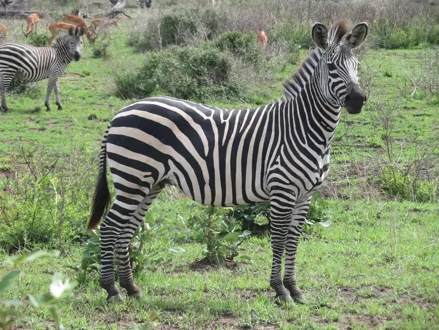 From Zanzibar: 1 - Day Mikumi National Park Safari by Flight