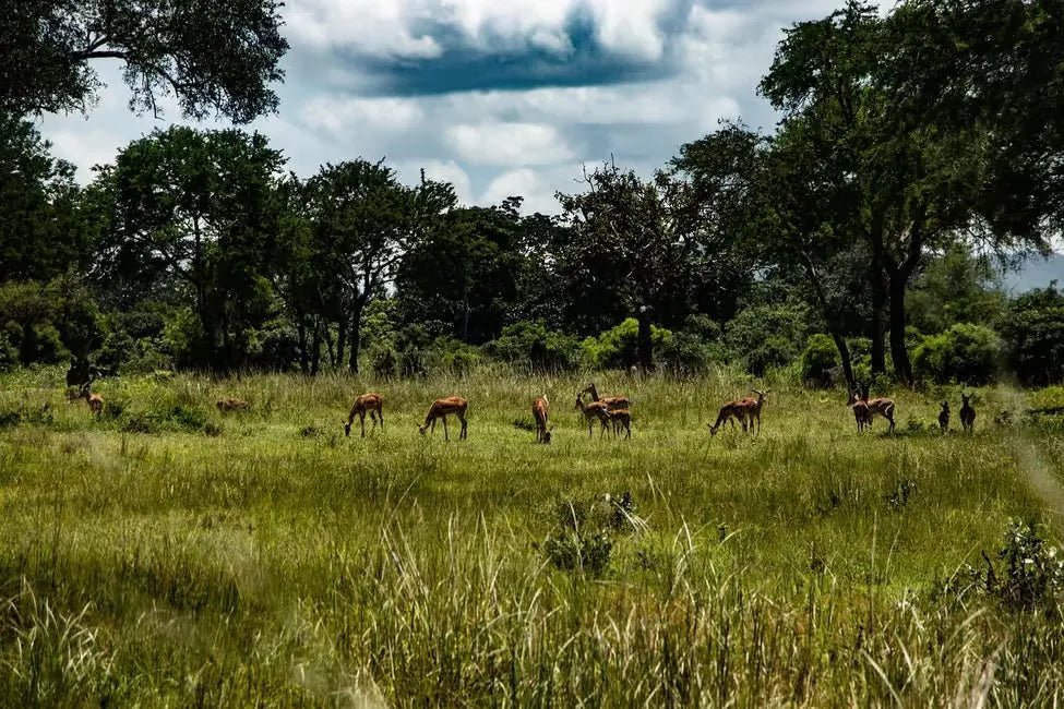 From Zanzibar: 1 - Day Mikumi National Park Safari by Flight