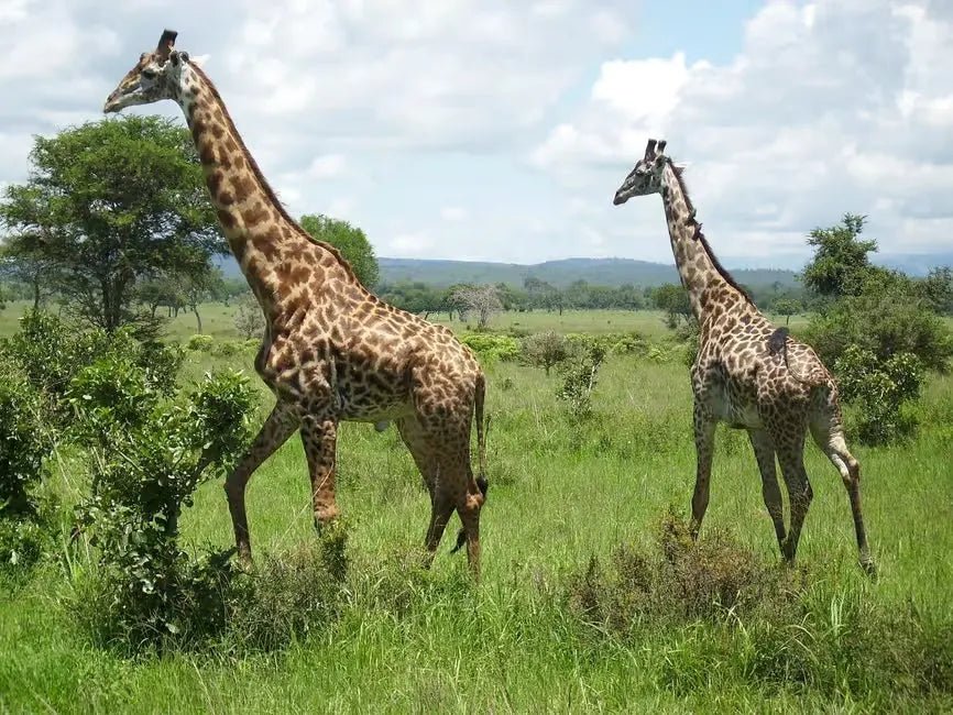 From Zanzibar: 1 - Day Mikumi National Park Safari by Flight