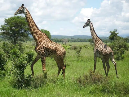From Zanzibar: 1 - Day Mikumi National Park Safari by Flight