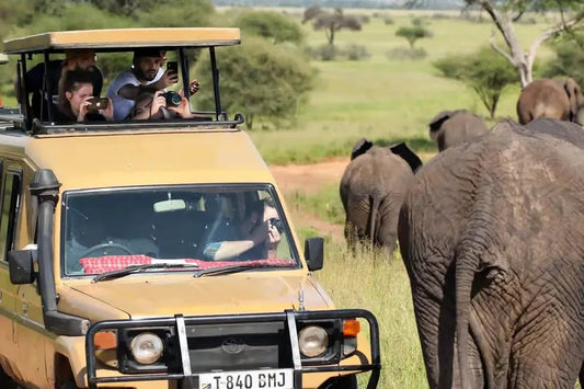 From Zanzibar: 1 - Day Mikumi National Park Safari by Flight