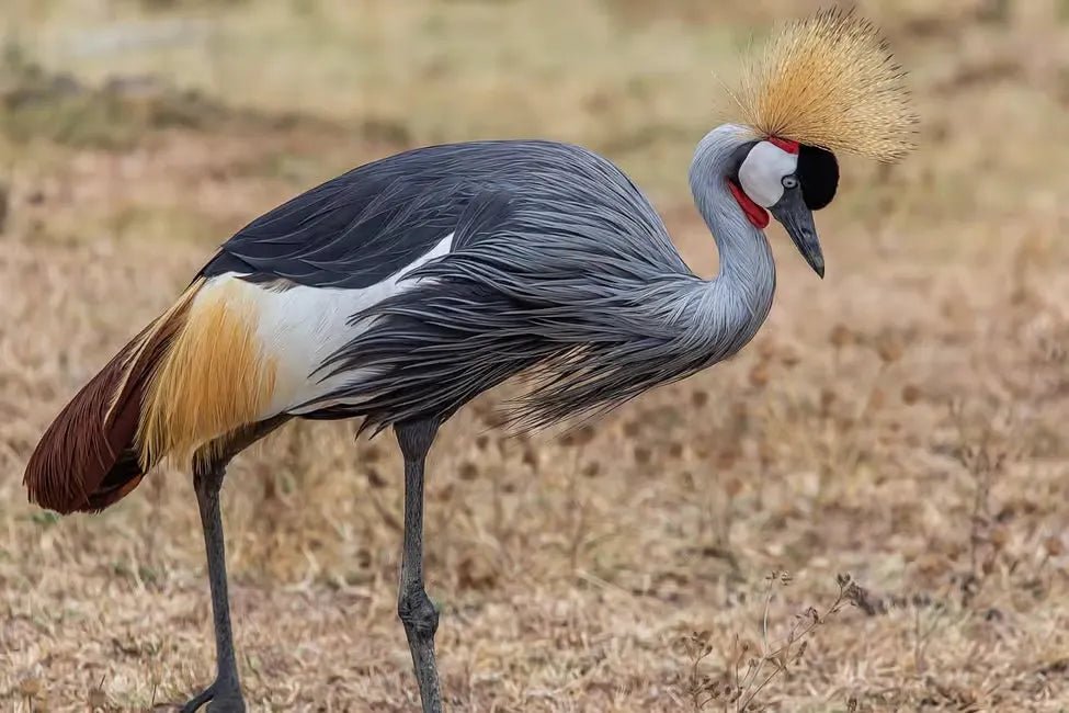 From Zanzibar: 1 - Day Mikumi National Park Safari by Flight
