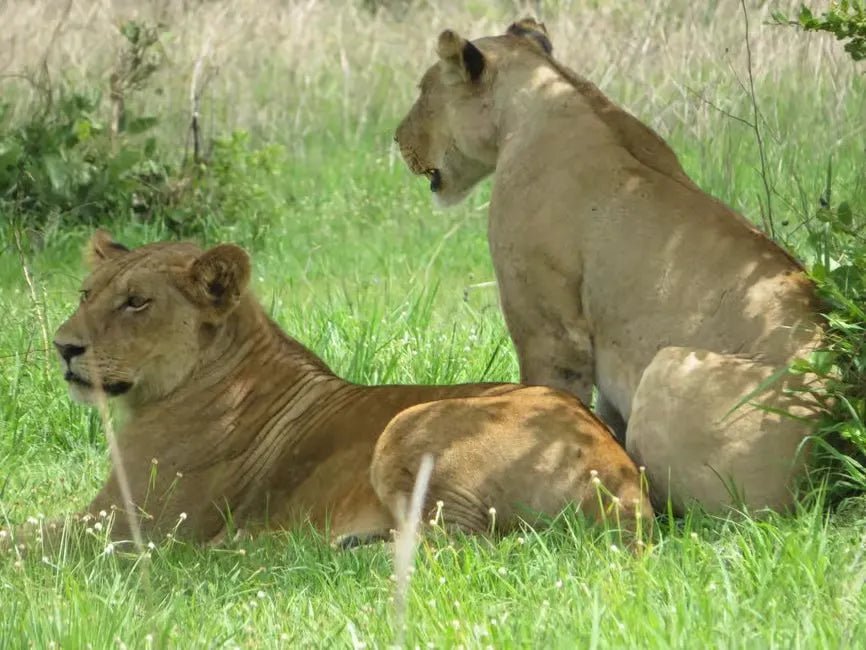 From Zanzibar: 1 - Day Mikumi National Park Safari by Flight