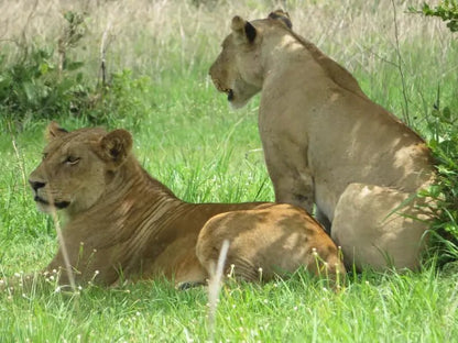 From Zanzibar: 1 - Day Mikumi National Park Safari by Flight