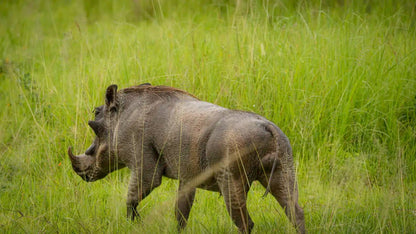 From Zanzibar: 2 - Days Trip with 3 Safaris in Nyerere National Park and Rufiji River