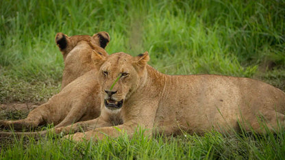From Zanzibar: 2 - Days Trip with 3 Safaris in Nyerere National Park and Rufiji River