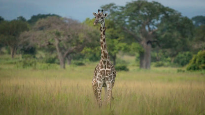 From Zanzibar: 2 - Days Trip with 3 Safaris in Nyerere National Park and Rufiji River