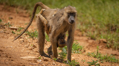 From Zanzibar: 2 - Days Trip with 3 Safaris in Nyerere National Park and Rufiji River