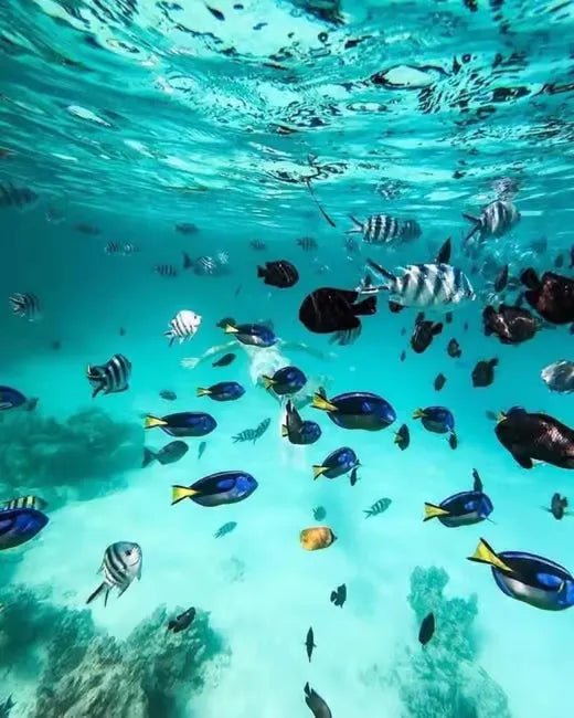 From Zanzibar: Blue Lagoon Snorkeling and Starfish Point Tour