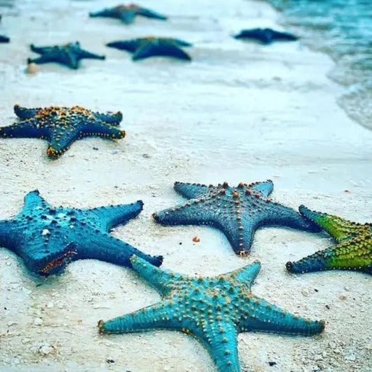 From Zanzibar: Blue Lagoon Snorkeling and Starfish Point Tour