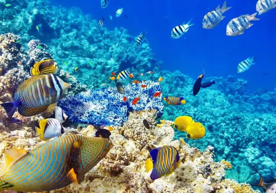 From Zanzibar: Blue Lagoon Snorkeling and Starfish Point Tour